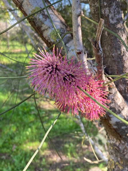 scoparia